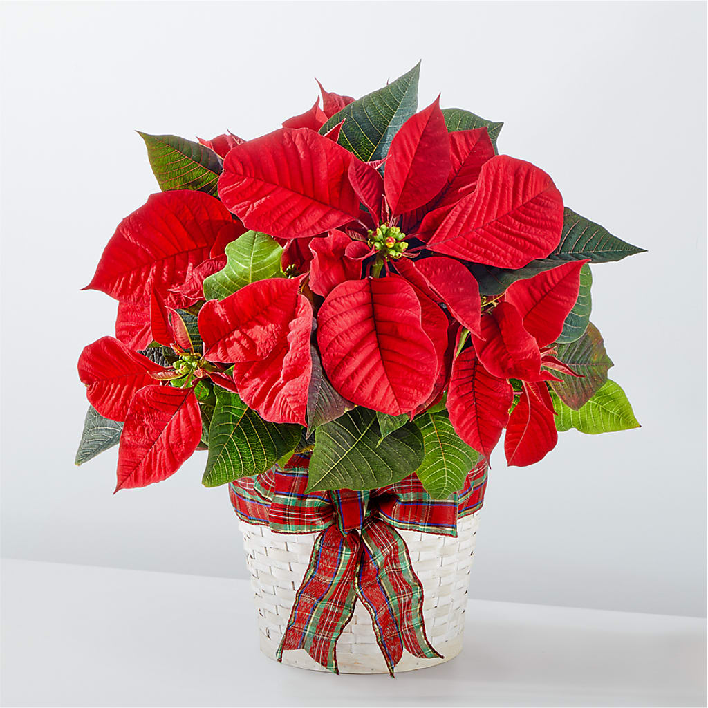 Happiest Holidays Poinsettia – Kennewick Flower Shop Inc, Kennewick WA