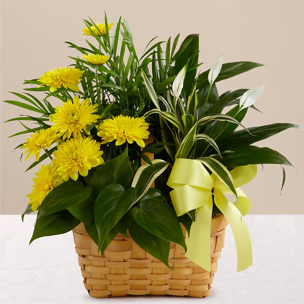Loving Light Dishgarden – Kennewick Flower Shop Inc, Kennewick WA