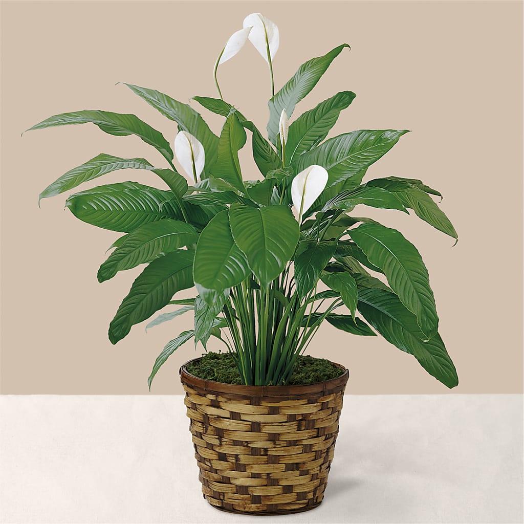 Tranquil Moments Peace Lily Plant – Kennewick Flower Shop Inc, Kennewick WA
