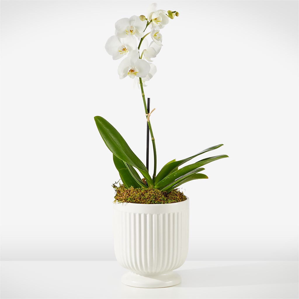 Whispering White Orchid – Kennewick Flower Shop Inc, Kennewick WA