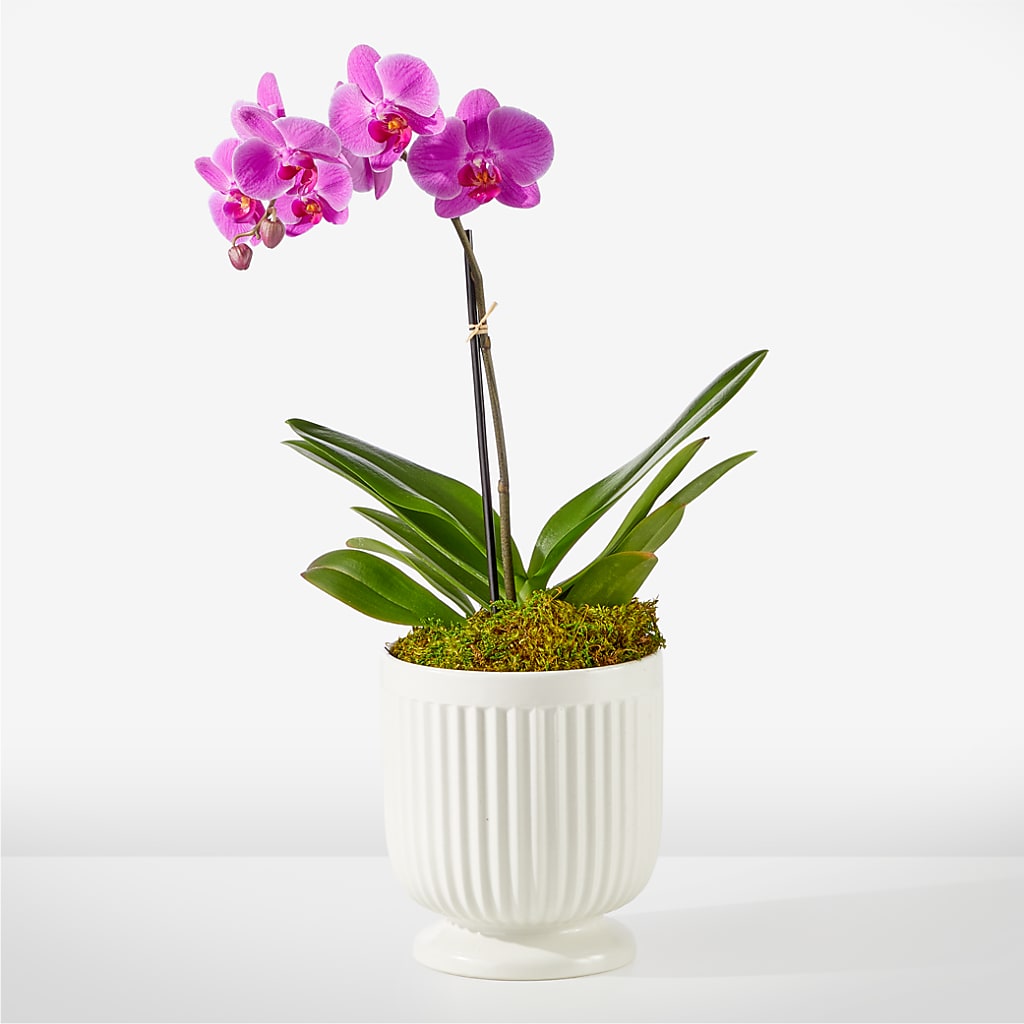 Friendly Fuchsia Orchid – Kennewick Flower Shop Inc, Kennewick WA