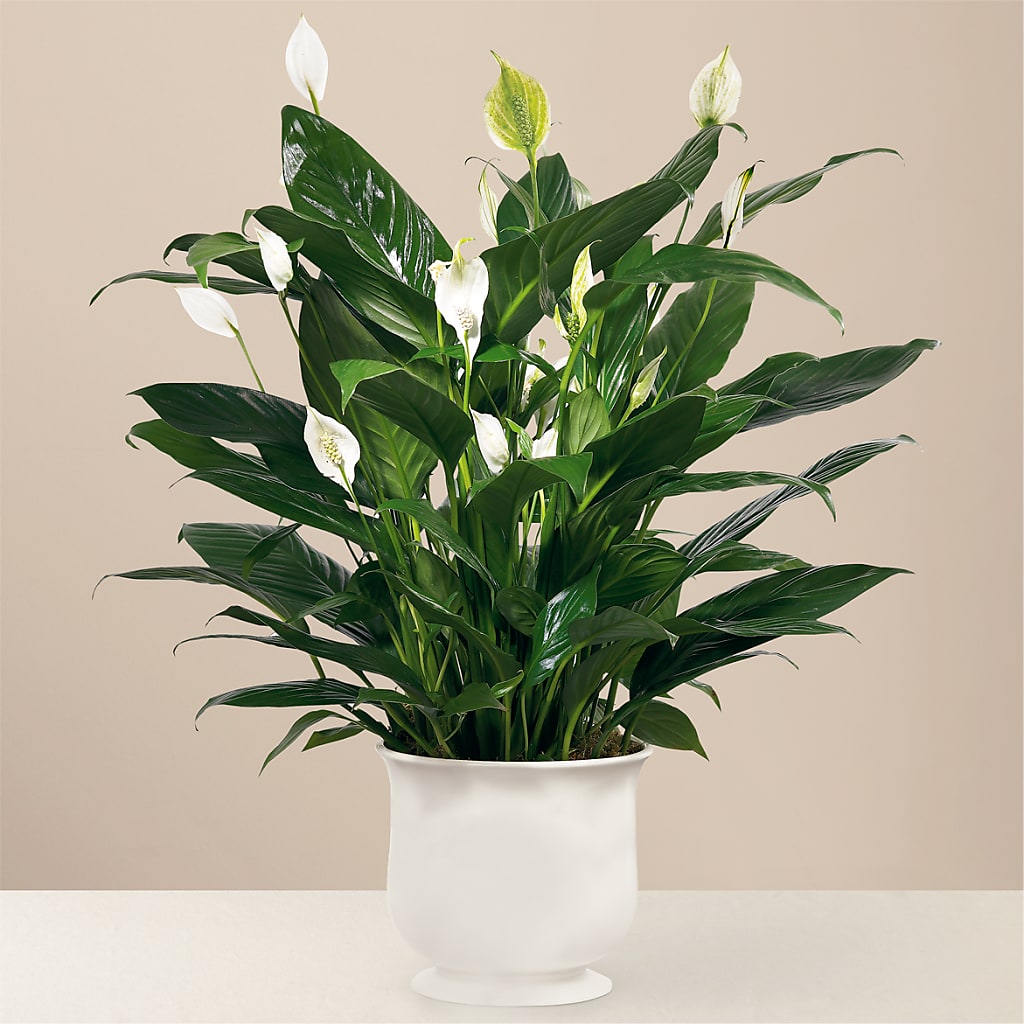 Comfort Planter – Kennewick Flower Shop Inc, Kennewick WA