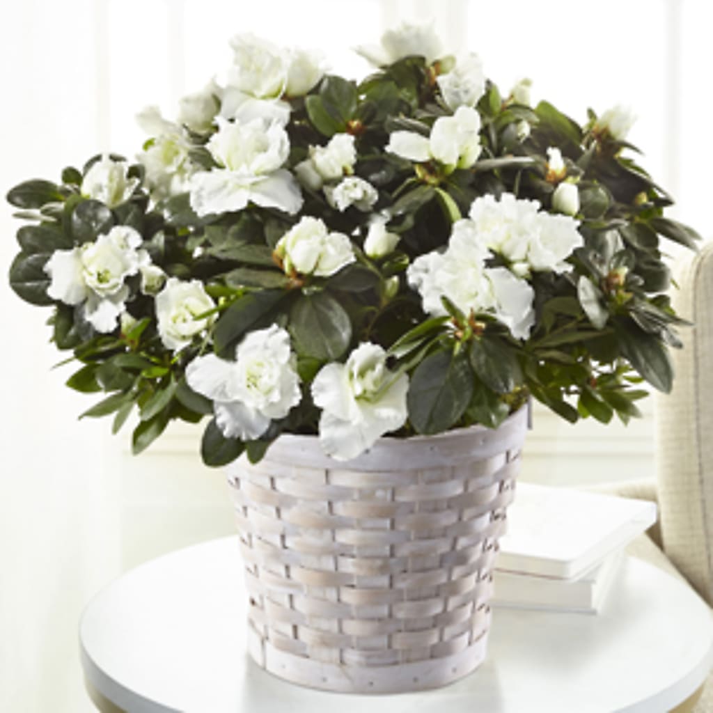White Azalea Plant – Kennewick Flower Shop Inc, Kennewick WA