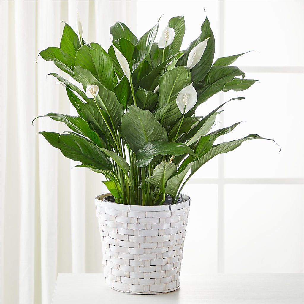 A New Leaf Peace Lily – Kennewick Flower Shop Inc, Kennewick WA