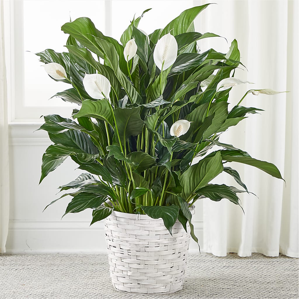 A New Leaf Peace Lily – Kennewick Flower Shop Inc, Kennewick WA