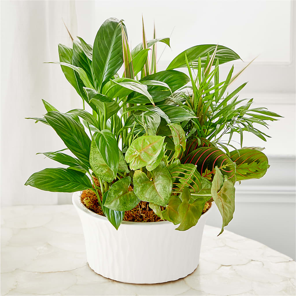 Balance & Harmony Dishgarden – Kennewick Flower Shop Inc, Kennewick WA