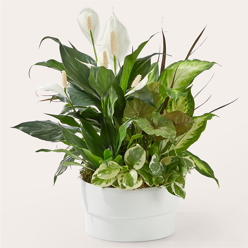 Radiating Positivity Dishgarden – Kennewick Flower Shop Inc, Kennewick WA