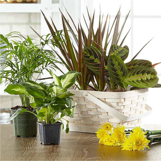 Florist Designed Blooming and Green Plants in a Basket –  Kennewick Flower Shop Inc, Kennewick WA