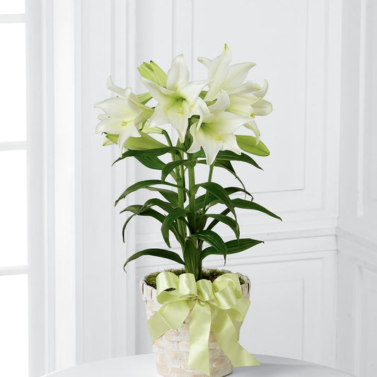 Easter Lily Plant –  Kennewick Flower Shop Inc, Kennewick WA