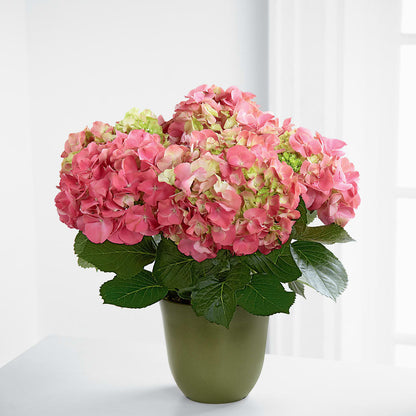 Pink Hydrangea Planter –  Kennewick Flower Shop Inc, Kennewick WA