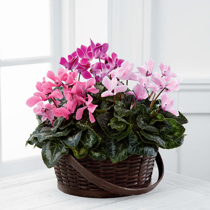 Mixed Cyclamen Planter –  Kennewick Flower Shop Inc, Kennewick WA