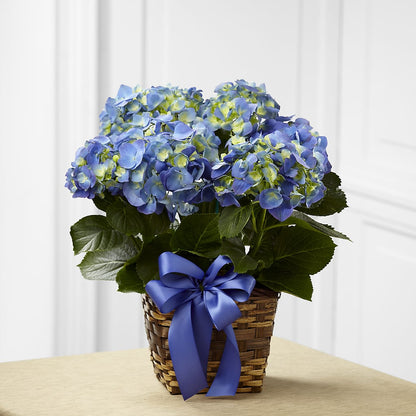 Blue Hydrangea Planter –  Kennewick Flower Shop Inc, Kennewick WA