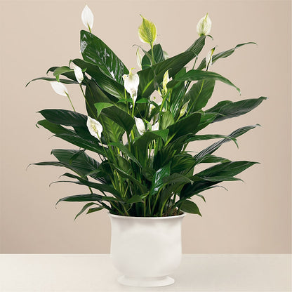 Comfort Planter –  Kennewick Flower Shop Inc, Kennewick WA