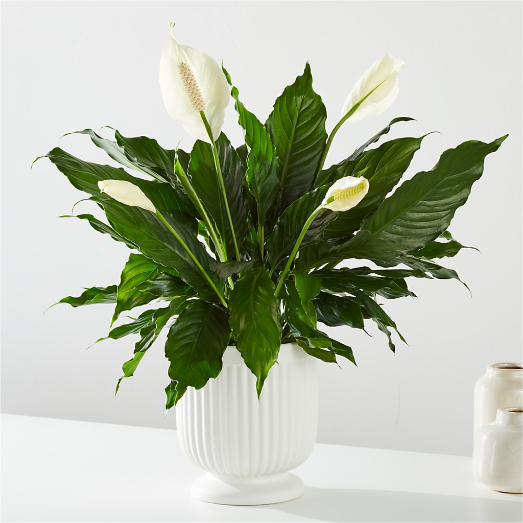 Comfort Planter –  Kennewick Flower Shop Inc, Kennewick WA