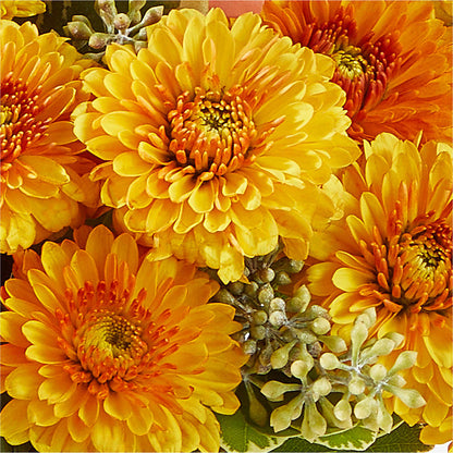 Peachy Pumpkin –  Kennewick Flower Shop Inc, Kennewick WA