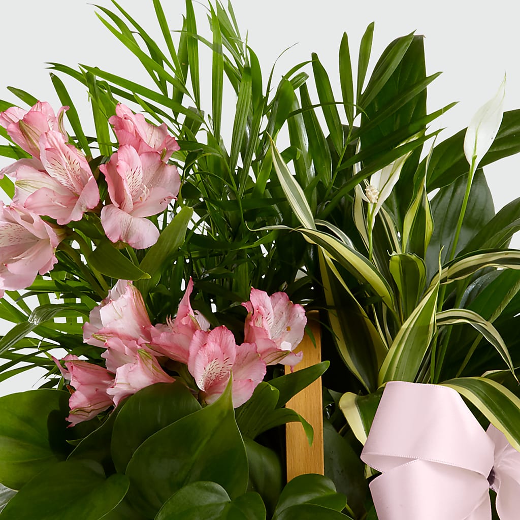 Living Spirit Dishgarden –  Kennewick Flower Shop Inc, Kennewick WA