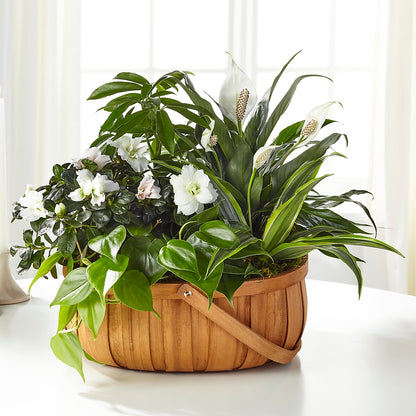 Serene Dishgarden –  Kennewick Flower Shop Inc, Kennewick WA