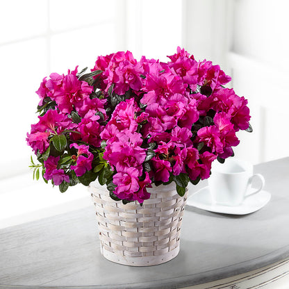 Hope & Serenity Azalea Plant –  Kennewick Flower Shop Inc, Kennewick WA