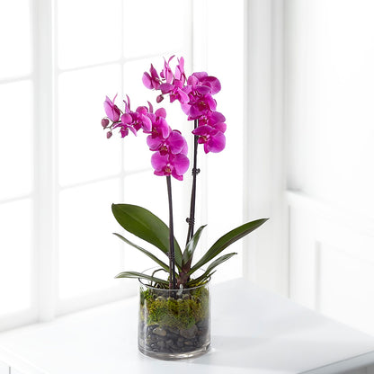 Pink Orchid Plant –  Kennewick Flower Shop Inc, Kennewick WA