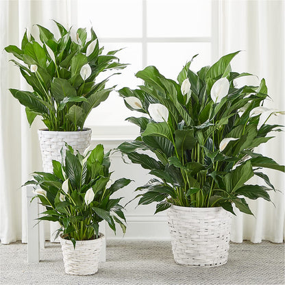 A New Leaf Peace Lily –  Kennewick Flower Shop Inc, Kennewick WA