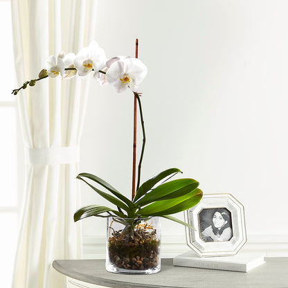 White Orchid Planter –  Kennewick Flower Shop Inc, Kennewick WA